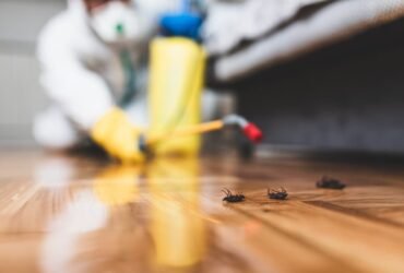 Pest Control Services in Colchester