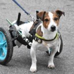 Mobility for Senior Dogs