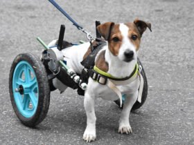 Mobility for Senior Dogs