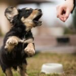 How to Walk Your Dog Calmly Outside