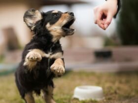 How to Walk Your Dog Calmly Outside