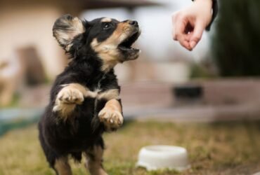 How to Walk Your Dog Calmly Outside