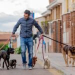 Best Dog Walker Insurance Cover in the UK