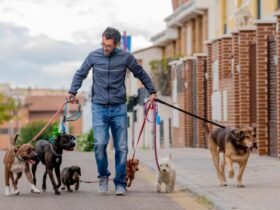 Best Dog Walker Insurance Cover in the UK