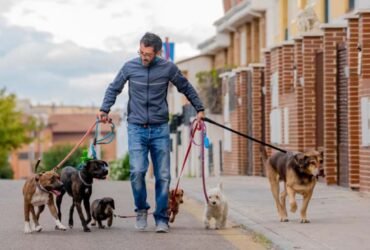 Best Dog Walker Insurance Cover in the UK
