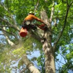 Tree Service