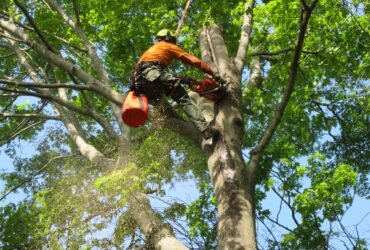 Tree Service