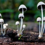 How AI Recognizes Mushrooms from Photos (Explained)