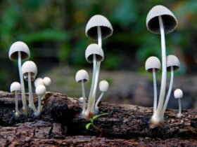 How AI Recognizes Mushrooms from Photos (Explained)
