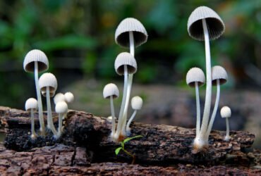 How AI Recognizes Mushrooms from Photos (Explained)