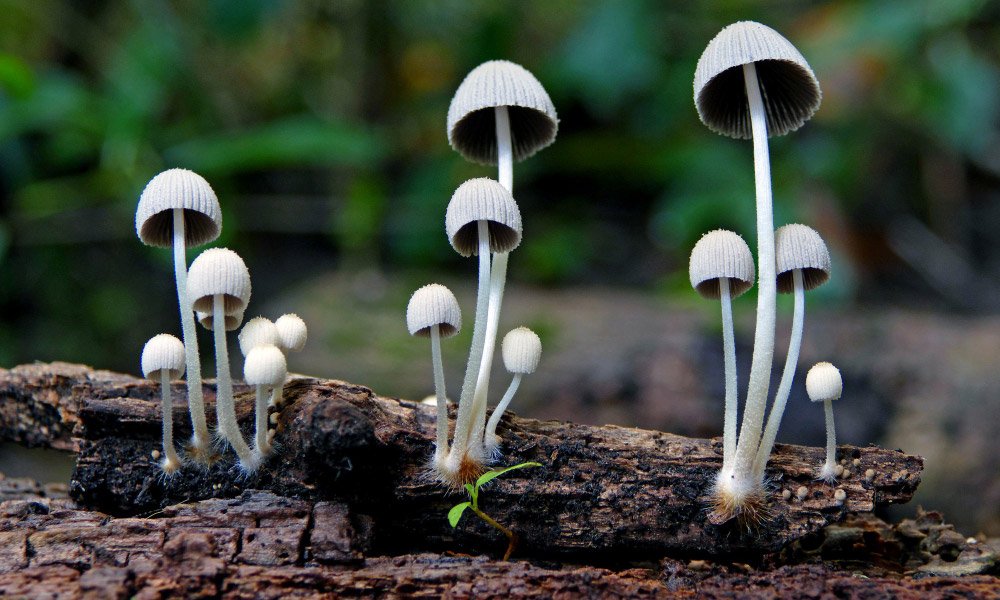 How AI Recognizes Mushrooms from Photos (Explained)