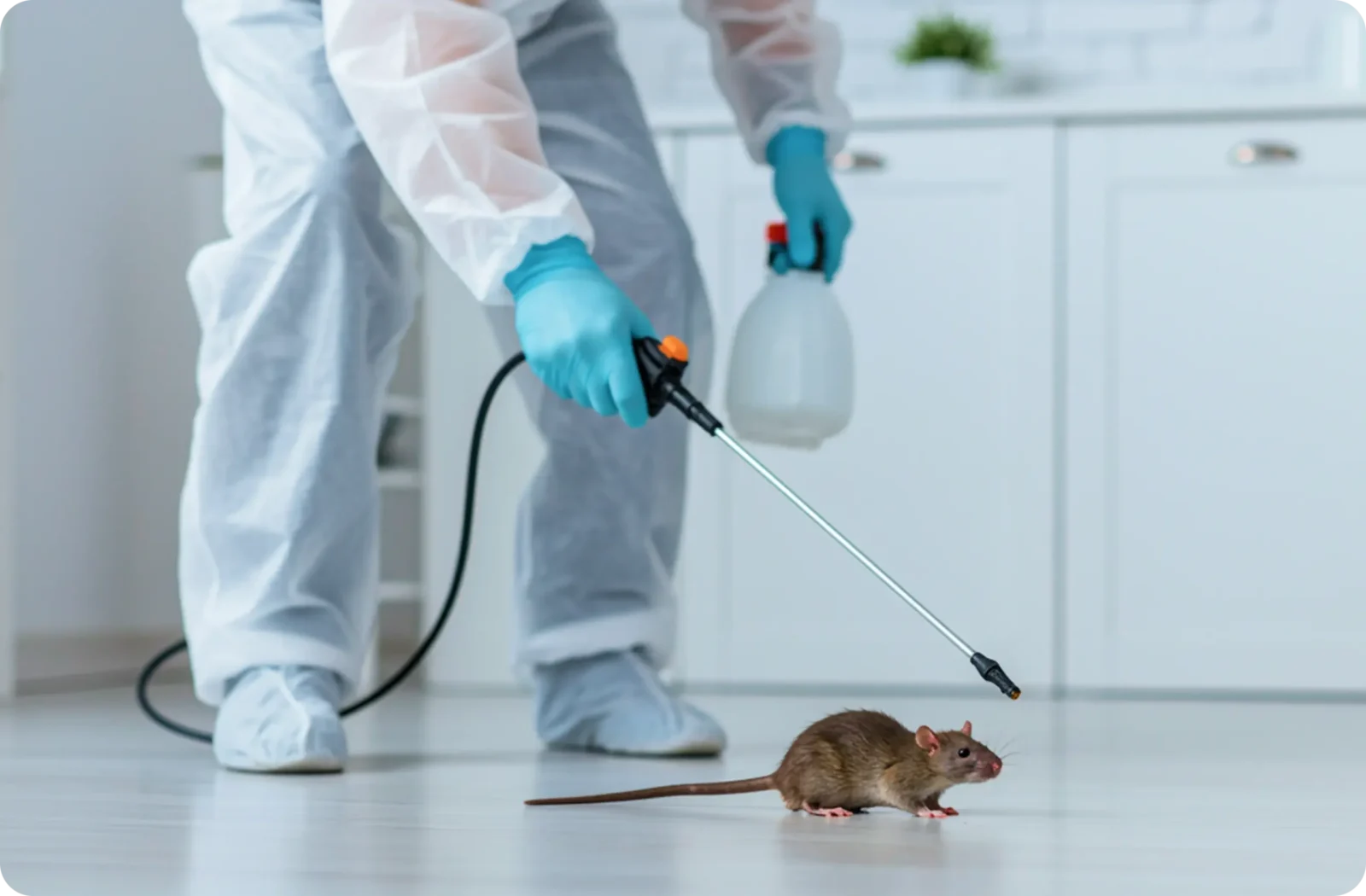 Rodent-Free Home