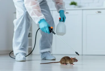 Rodent-Free Home