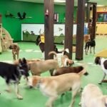 Karnik Pet Lodge