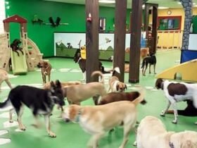 Karnik Pet Lodge