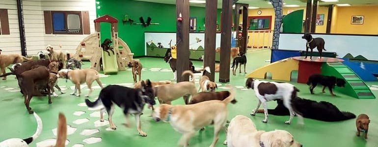 Karnik Pet Lodge