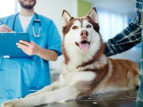 Pet Wellness Exams