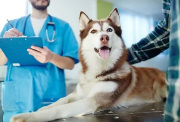Pet Wellness Exams