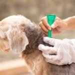 Flea and Tick Control Guide for Pets and Homes