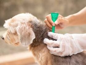 Flea and Tick Control Guide for Pets and Homes