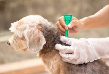 Flea and Tick Control Guide for Pets and Homes