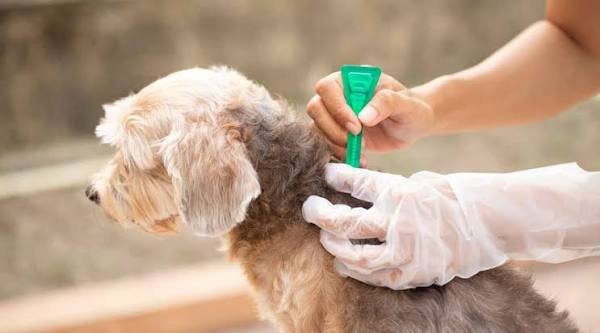 Flea and Tick Control Guide for Pets and Homes