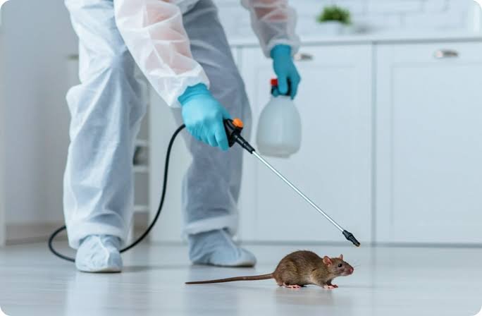 How Professional Rodent Control Services Help Protect Homes and Businesses from Damage and Disease