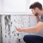 The Importance of Mold Removal in Protecting Health, Property, and Indoor Air Quality