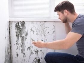The Importance of Mold Removal in Protecting Health, Property, and Indoor Air Quality