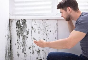 The Importance of Mold Removal in Protecting Health, Property, and Indoor Air Quality