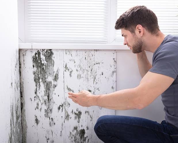 The Importance of Mold Removal in Protecting Health, Property, and Indoor Air Quality