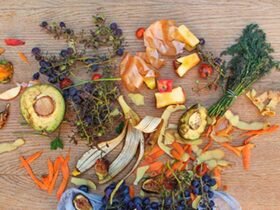 Transforming Organic Waste Into Nutrient-Rich Soil for a Greener Future