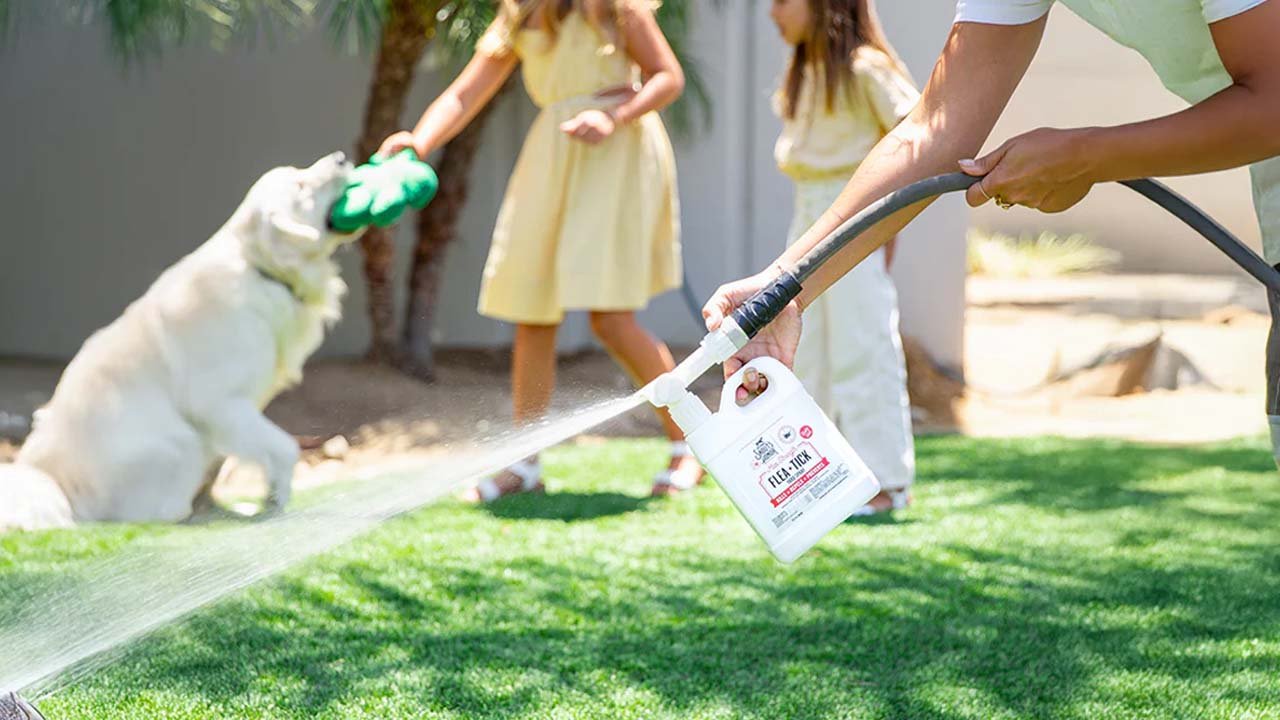 Comprehensive Information on Flea Treatment Methods for a Clean, Safe, and Pest-Free Environment
