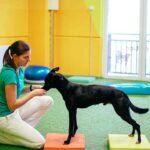 Mastering Canine Excellence Through Advanced Training Techniques and Structured Development