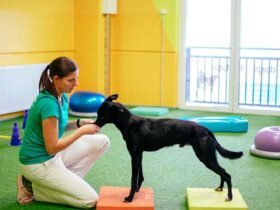 Mastering Canine Excellence Through Advanced Training Techniques and Structured Development