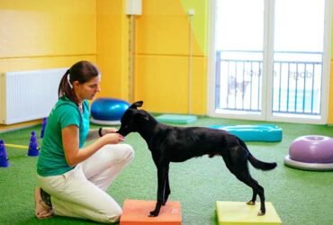 Mastering Canine Excellence Through Advanced Training Techniques and Structured Development
