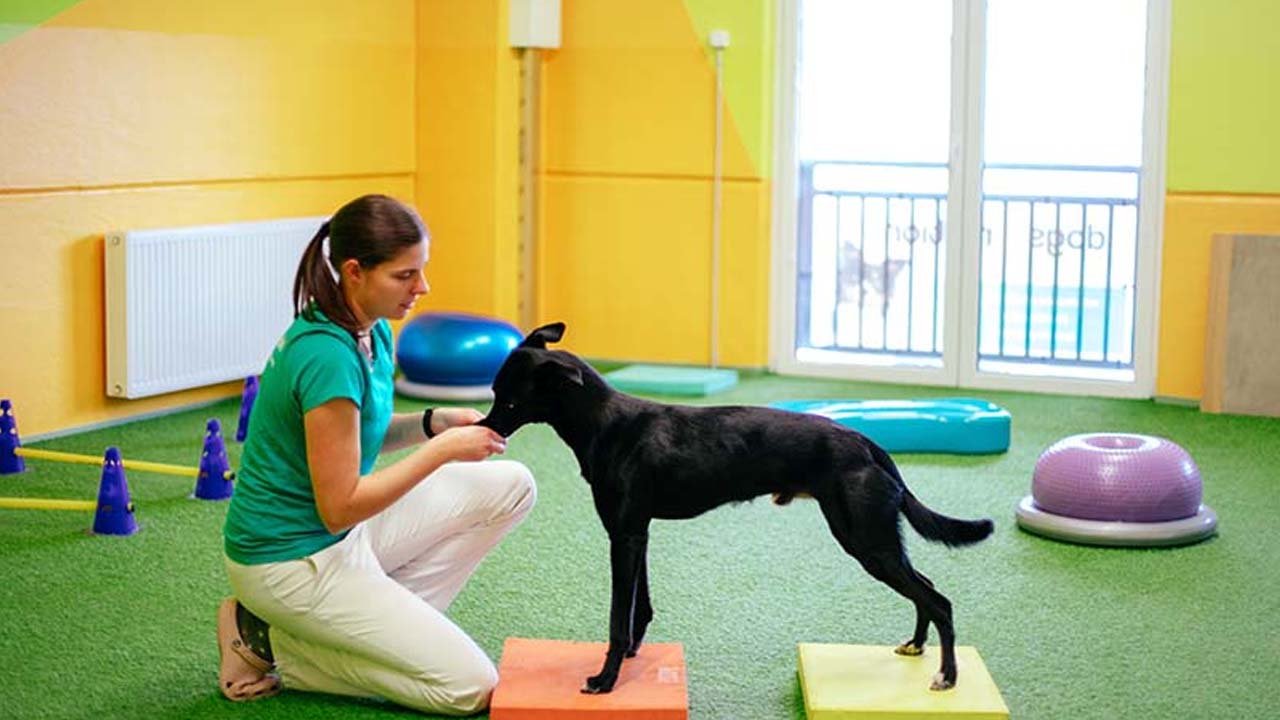 Mastering Canine Excellence Through Advanced Training Techniques and Structured Development