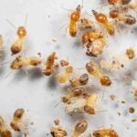 In-Depth Understanding of Termite Treatment Systems, Their Importance in Structural Safety, and Long-Lasting Property Protection Techniques
