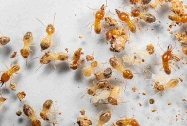 In-Depth Understanding of Termite Treatment Systems, Their Importance in Structural Safety, and Long-Lasting Property Protection Techniques
