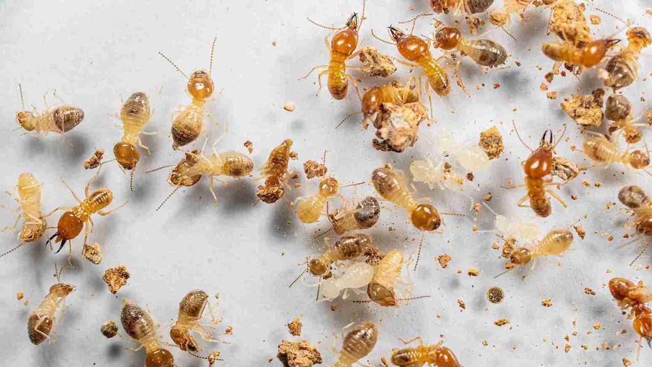 In-Depth Understanding of Termite Treatment Systems, Their Importance in Structural Safety, and Long-Lasting Property Protection Techniques
