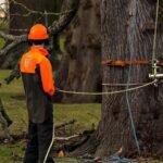 Comprehensive Tree Removal Guide for Safe Cutting Techniques, Emergency Planning, and Responsible Environmental Practices