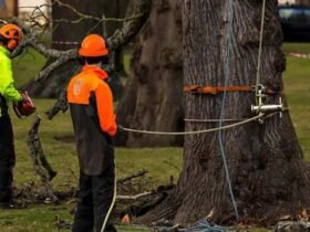 Comprehensive Tree Removal Guide for Safe Cutting Techniques, Emergency Planning, and Responsible Environmental Practices
