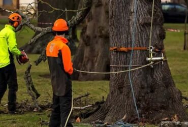 Comprehensive Tree Removal Guide for Safe Cutting Techniques, Emergency Planning, and Responsible Environmental Practices