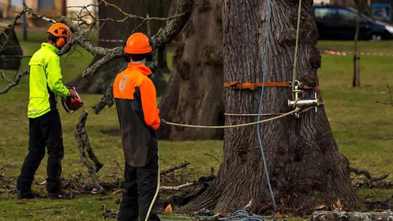 Comprehensive Tree Removal Guide for Safe Cutting Techniques, Emergency Planning, and Responsible Environmental Practices